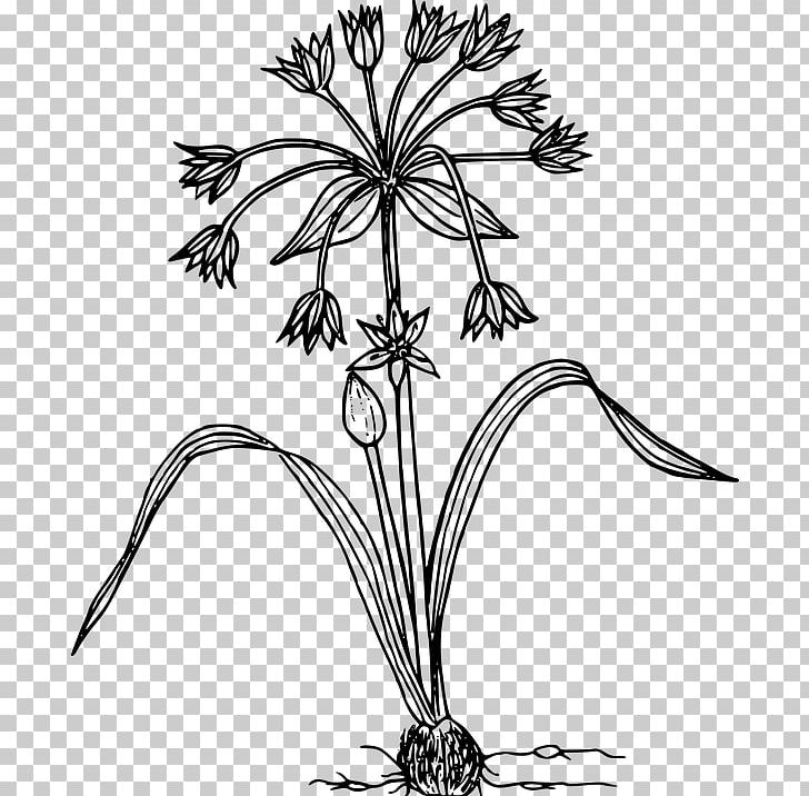 Drawing PNG, Clipart, Allium, Allium Hollandicum, Artwork, Black And White, Branch Free PNG Download
