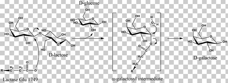 Lactase Milk Galactose Hydrolysis PNG, Clipart, Angle, Betagalactosidase, Black And White, Catalysis, Diagram Free PNG Download