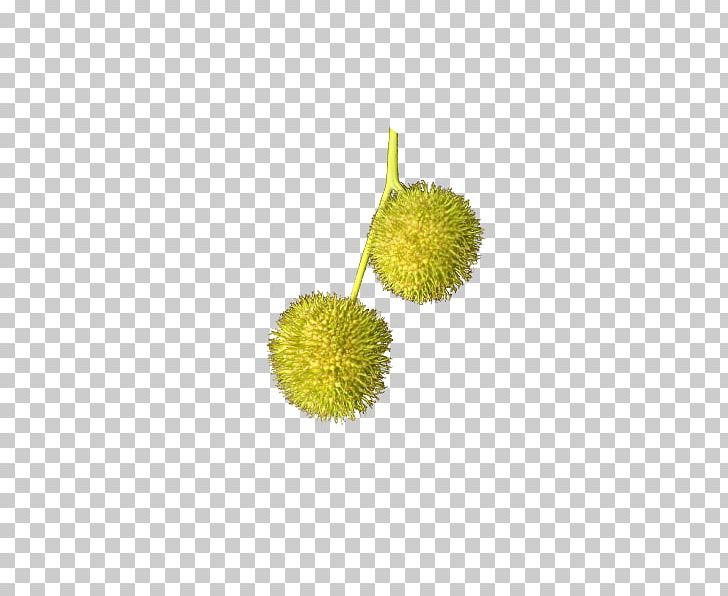 London Plane Tree Norway Maple Fruit Felahorn PNG, Clipart, Clickandgreen Gmbh, Durian, Durio Zibethinus, Fruit, Leaf Free PNG Download