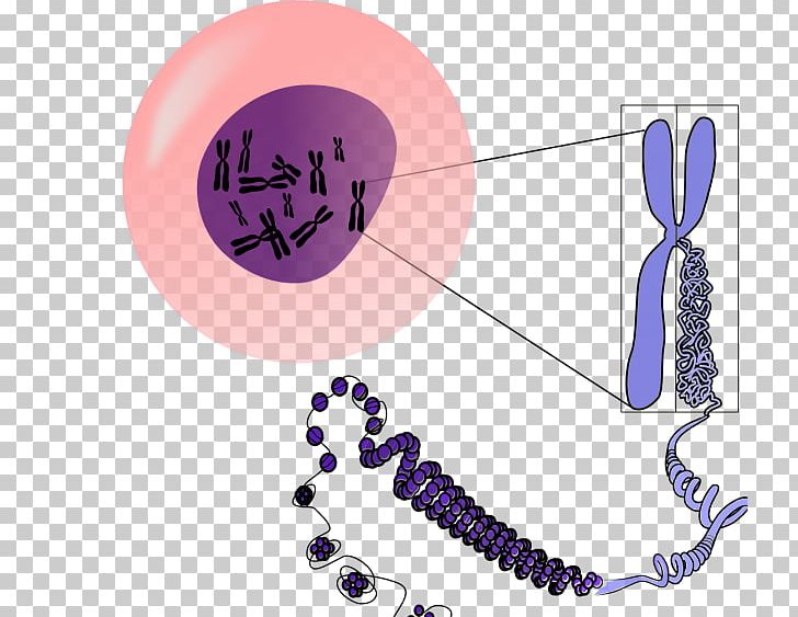 Chromosome DNA Genetics PNG, Clipart, Cell, Chromosome, Computer Icons, Dna, Download Free PNG Download