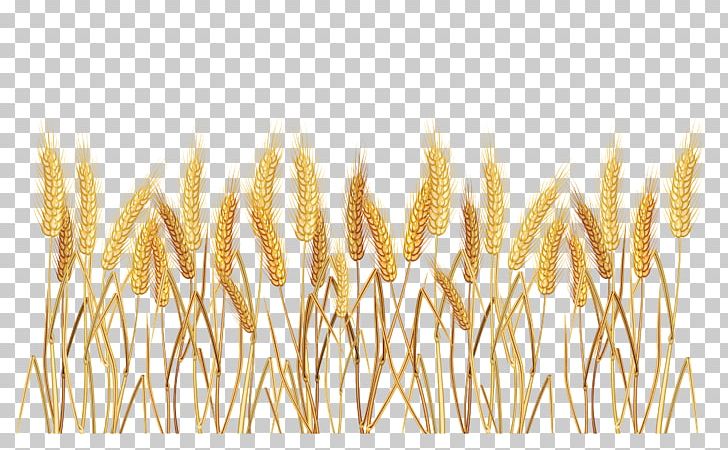 Common Wheat Cereal PNG, Clipart, Avena, Border, Cereal, Cereal Germ, Clip Art Free PNG Download