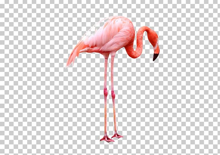 Flamingos Domestic Pig PNG, Clipart, Animal, Animals, Beak, Bird, Cartoon Flamingo Free PNG Download