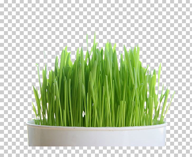 Organic Food Juice Wheatgrass Organic Certification Seed PNG, Clipart, Commodity, Common Wheat, Eating, Genetically Modified Organism, Grass Free PNG Download