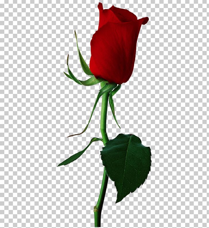 Rose Bud PNG, Clipart, Blue, Blue Rose, Bud, Clip Art, Color Free PNG Download