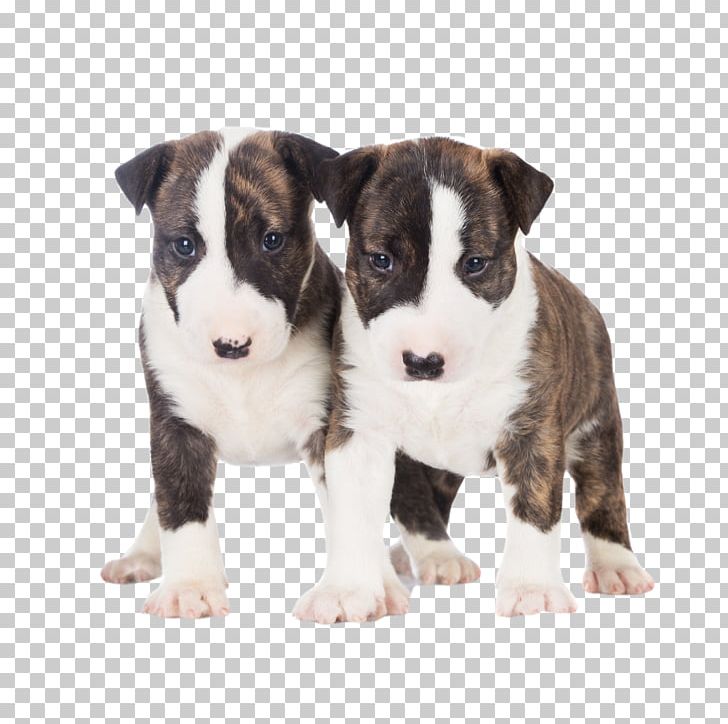 Miniature Bull Terrier Bull And Terrier Old English Terrier Cairn Terrier PNG, Clipart, Animals, Breed, Brindle, Bull, Bull And Terrier Free PNG Download