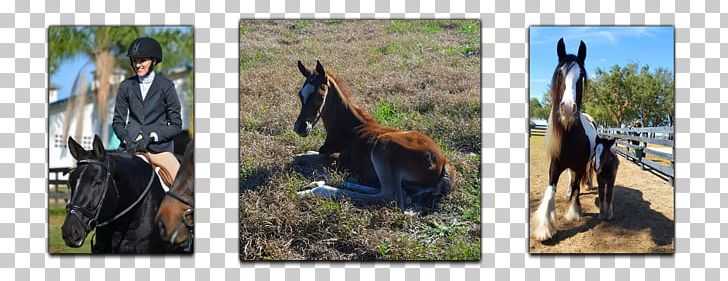 Mustang Thoroughbred Stallion Rein Equestrian PNG, Clipart, Bridle, Equestrian, Farm, Farm Tours Of Ocala, Florida Free PNG Download