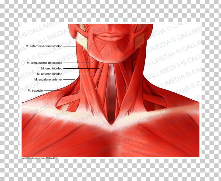 Sternocleidomastoid Muscle Head And Neck Anatomy Human Body PNG, Clipart, Anatomy, Anterior, Blood Vessel, Blood Vessels, Head Free PNG Download