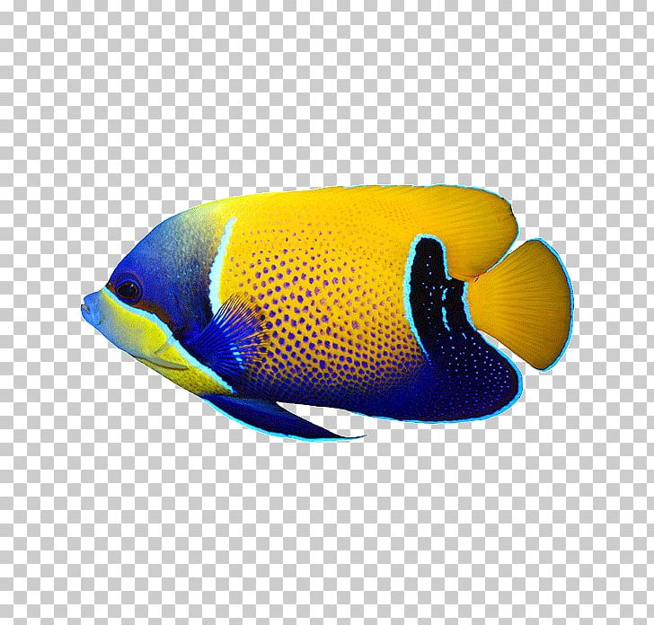 Underwater Photography Reef Shot Majestic Angelfish PNG, Clipart, Biology, Cap, Electric Blue, Exploration, Fish Free PNG Download