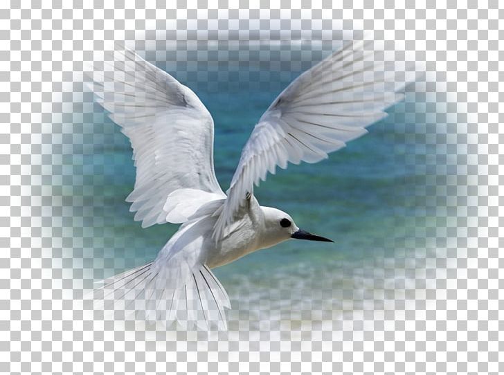 Bird Flight Owl Gulls White Tern PNG, Clipart, Animals, Beak, Bird, Bird Flight, Bird Of Prey Free PNG Download