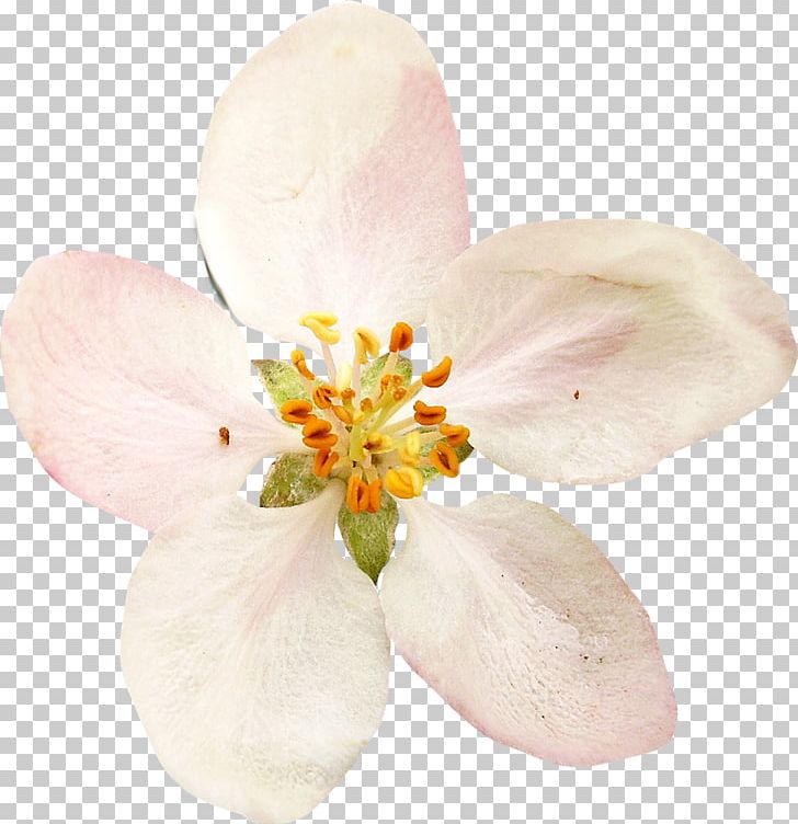Flower Vecteur PNG, Clipart, Blossom, Clip Art, Creativity, Cut Flowers, Designer Free PNG Download
