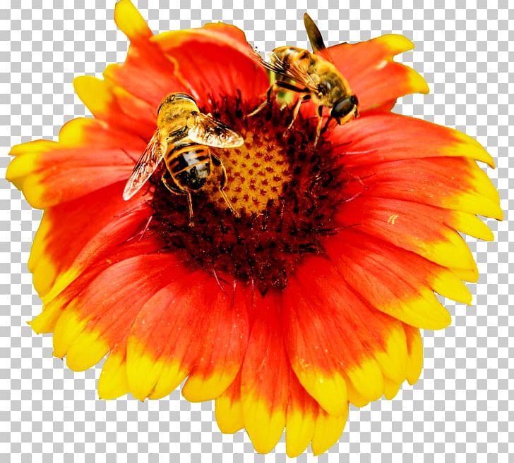 Honey Bee Nectar PNG, Clipart, Daisy Family, Encapsulated Postscript, Flower, Flowers, Honey Free PNG Download
