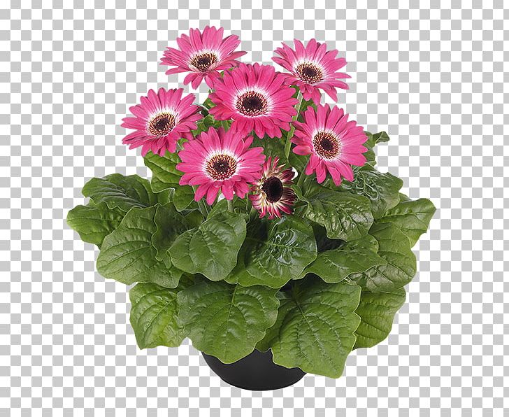 Transvaal Daisy Cut Flowers Floral Design Floristry Seed PNG, Clipart, Annual Plant, Berry, Chrysanthemum, Chrysanths, Cut Flowers Free PNG Download