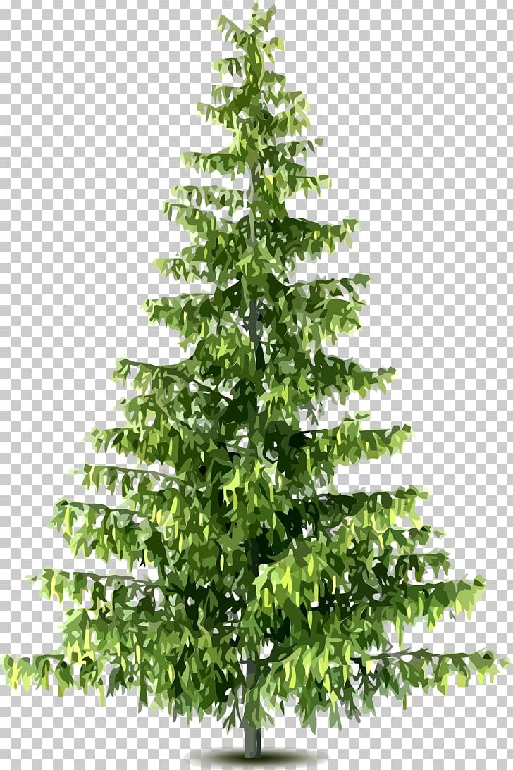 Tree Pine PNG, Clipart, Branch, Christmas Decoration, Christmas Ornament, Christmas Tree, Conifer Free PNG Download