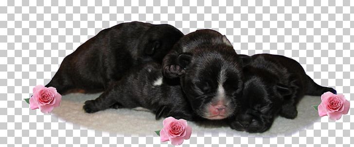 Dog Breed Puppy Spaniel Sporting Group PNG, Clipart, Breed, Carnivoran, Crossbreed, Dog, Dog Breed Free PNG Download