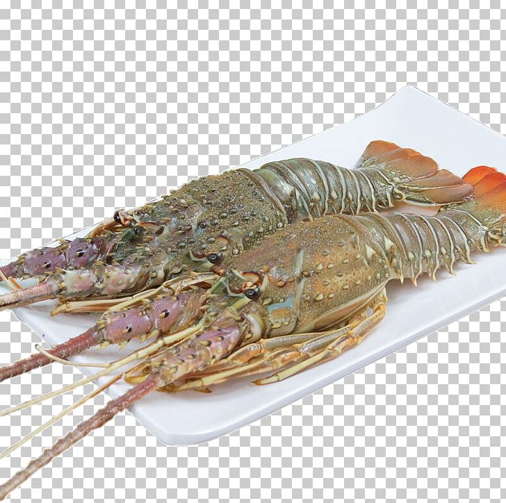 Lobster Seafood Sashimi Palinurus Elephas Prawn PNG, Clipart, Animals, Animal Source Foods, Australian Green Lobster, Australian Lobster, Crustacean Free PNG Download