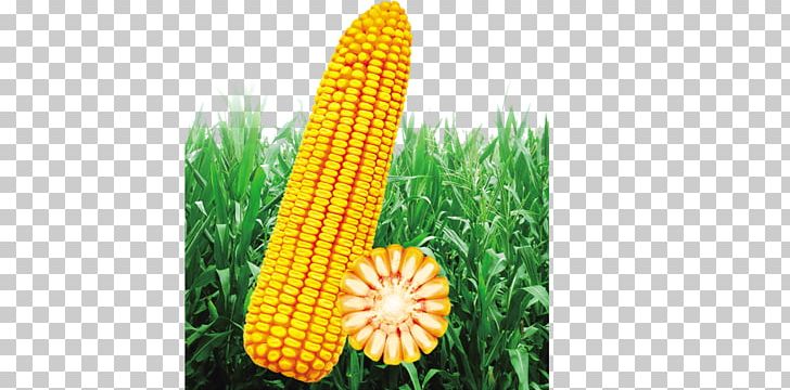 Corn On The Cob PNG, Clipart, Cartoon Corn, Commodity, Copyright, Corn, Corn Cartoon Free PNG Download