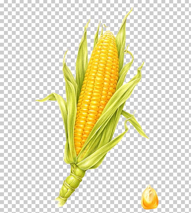 Corn On The Cob Visual Arts Maize Illustration PNG, Clipart, Art, Cartoon, Cartoon Corn, Commodity, Computer Graphics Free PNG Download