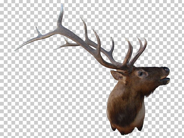 Elk Reindeer Antler Fauna Wildlife PNG, Clipart, Antler, Cartoon, Deer, Elk, Fauna Free PNG Download