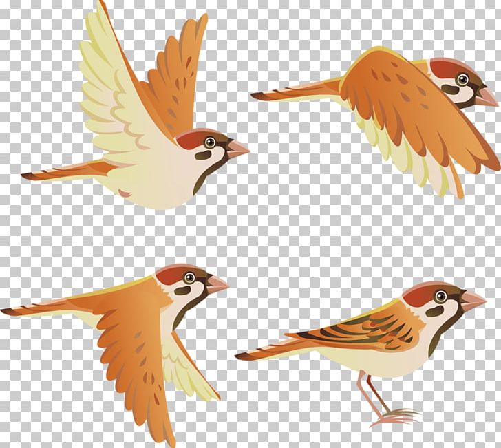 cartoon sparrow flying