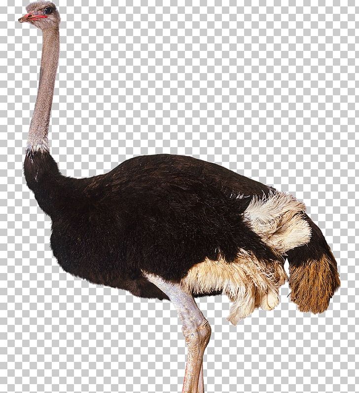 Common Ostrich Bird PNG, Clipart, Animals, Beak, Bird, Common Ostrich, Computer Icons Free PNG Download
