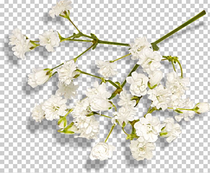 Cut Flowers ST.AU.150 MIN.V.UNC.NR AD PNG, Clipart, Blossom, Branch, Cherry Blossom, Cut Flowers, Flower Free PNG Download