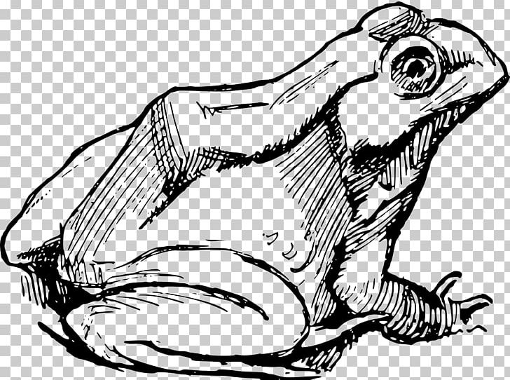Frog Drawing PNG, Clipart, Amfibi, Amphibian, Animals, Art, Artwork Free PNG Download
