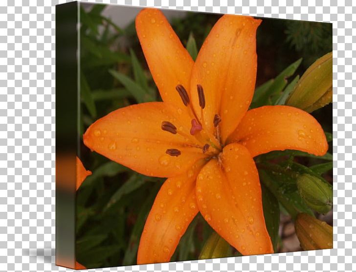 Petal Wildflower PNG, Clipart, Blooming, Blooming Lilies, Flora, Flower, Flowering Plant Free PNG Download