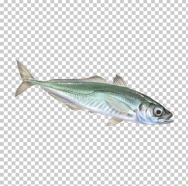 Sardine Mackerel Oily Fish Fish Products PNG, Clipart, Anchovy, Atlantic Horse Mackerel, Atlantic Mackerel, Bonito, Bony Fish Free PNG Download