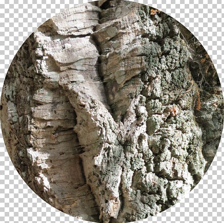 Wood Outcrop /m/083vt PNG, Clipart, M083vt, Nature, Outcrop, Quercus Suber, Rock Free PNG Download
