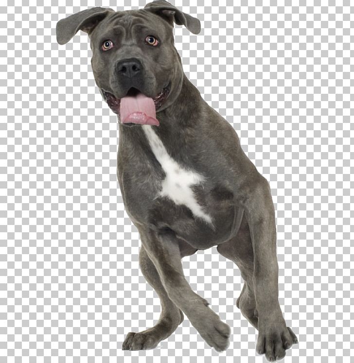 Dog Breed American Pit Bull Terrier American Staffordshire