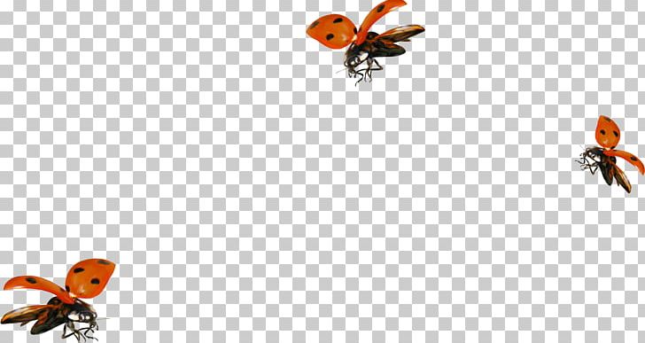Ladybird PNG, Clipart, Anti Mosquito, Arthropod, Bee, Bug, Computer Icon Free PNG Download