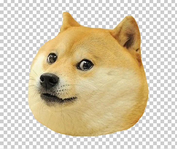 Shiba Inu Doge Puppy Siberian Husky Meme PNG, Clipart, Animal, Animals, Carnivoran, Companion Dog, Cuteness Free PNG Download