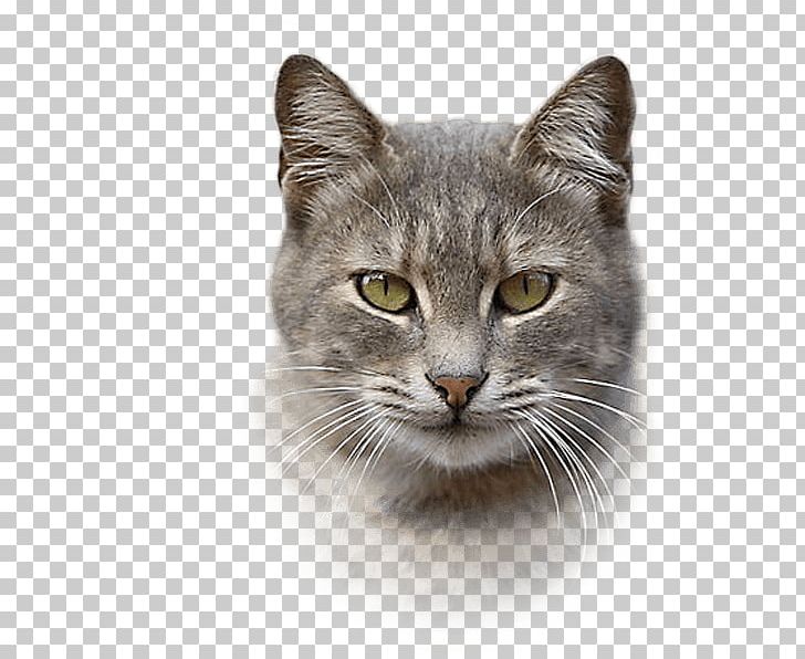 Nebelung California Spangled European Shorthair Malayan Cat Chartreux PNG, Clipart, American Wirehair, Asian, Australian Mist, Burmilla, California Spangled Free PNG Download