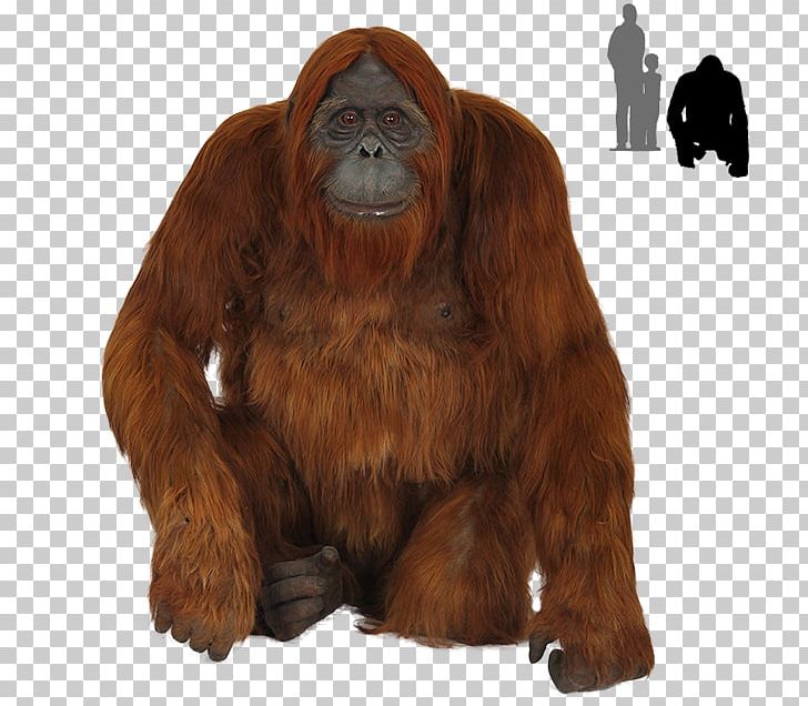 Orangutan Gorilla Chimpanzee PNG, Clipart, Animals, Bornean Orangutan, Chimpanzee, Computer Icons, Download Free PNG Download