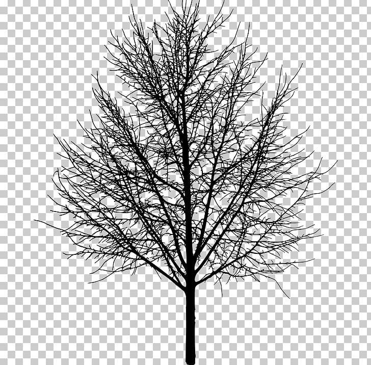 Tree Silhouette PNG, Clipart, Black And White, Branch, Conifer, Drawing, Larch Free PNG Download