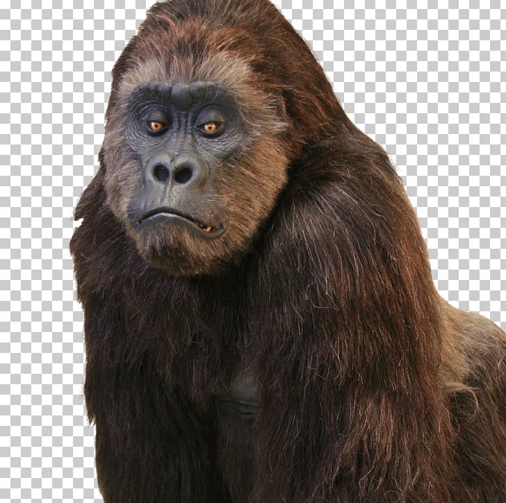 Western Gorilla Common Chimpanzee Hollywood Primate Gorilla Suit PNG, Clipart, Animals, Ape, Chimpanzee, Common Chimpanzee, Costume Free PNG Download