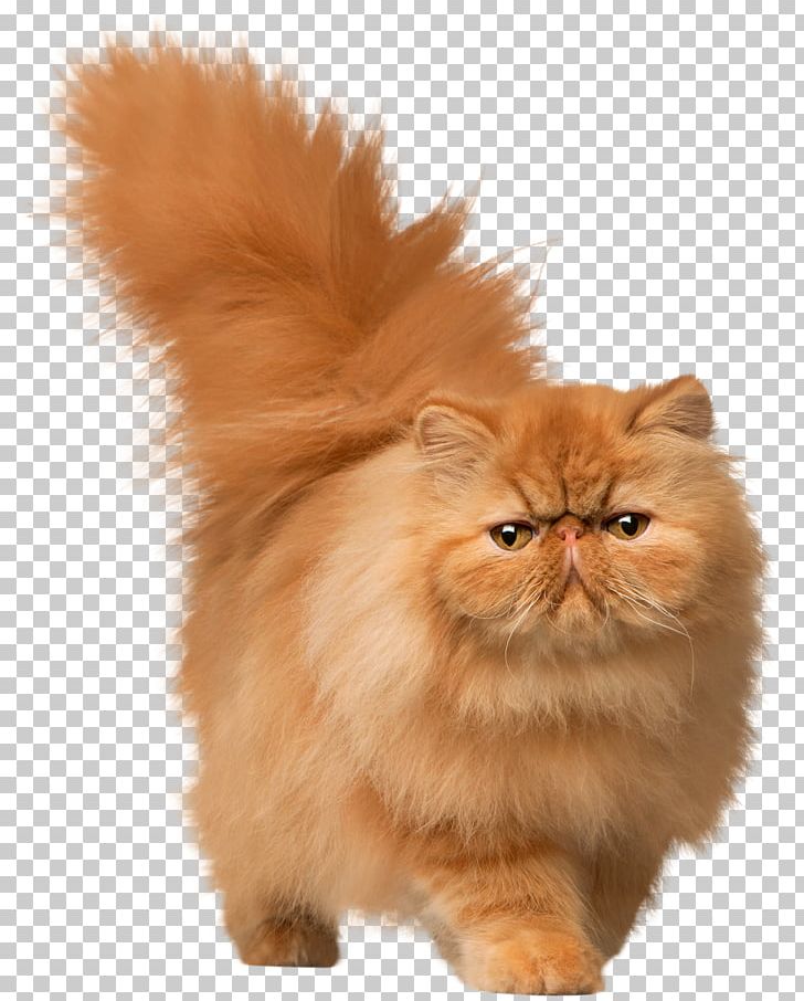 Cats PNG, Clipart, Cats Free PNG Download