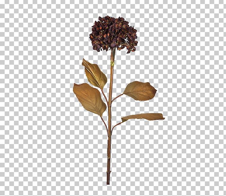 Flower Vecteur Button PNG, Clipart, Branch, Branches, Buckle, Clothing, Computer Graphics Free PNG Download