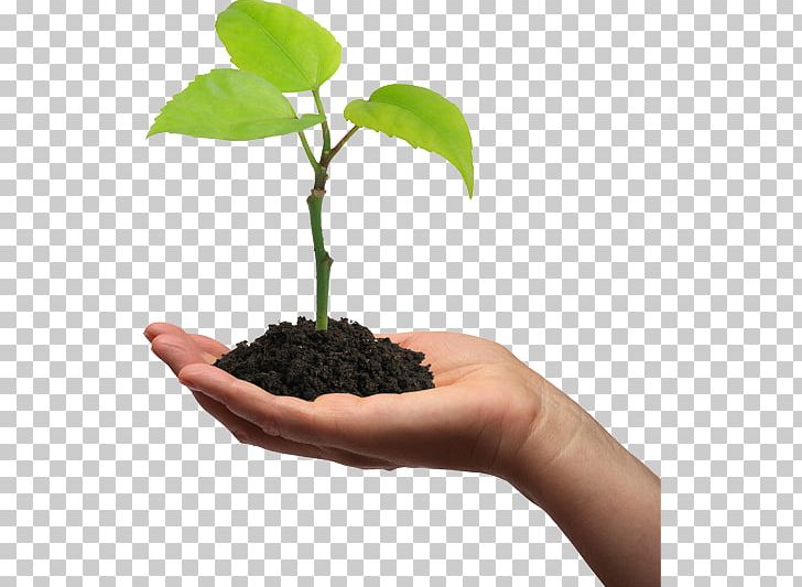 Plant Cell Seedling Gum Arabic Tree Pea PNG, Clipart, Botany, Bulb, Flowerpot, Food Drinks, Grow Free PNG Download