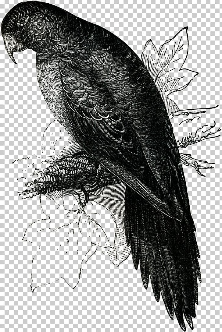 Bald Eagle Buzzard Vulture Hawk Beak PNG, Clipart, Bald Eagle, Beak, Bird, Bird Of Prey, Black And White Free PNG Download