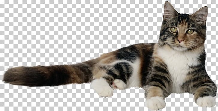 Kitten Dog Bengal Cat Pet Tabby Cat PNG, Clipart, American Shorthair, American Wirehair, Anim, Animals, Carnivoran Free PNG Download