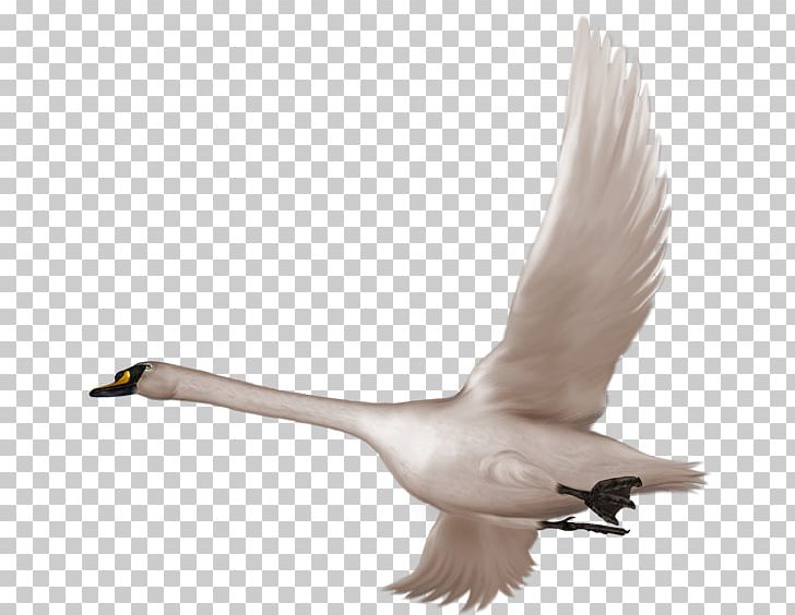 Swan Bird Flight PNG, Clipart, Beak, Bird, Bird Flight, Birds, Clip Art Free PNG Download