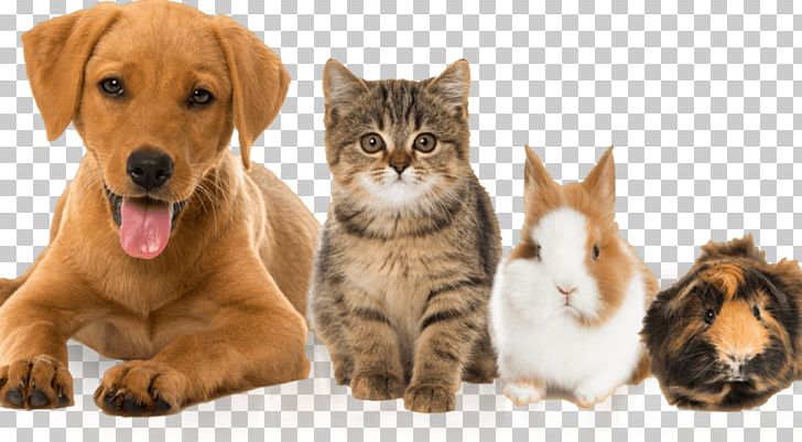 Cat Dog Guinea Pig Kitten Pet PNG, Clipart, Animal, Breed, Carnivoran, Cat, Cat Food Free PNG Download