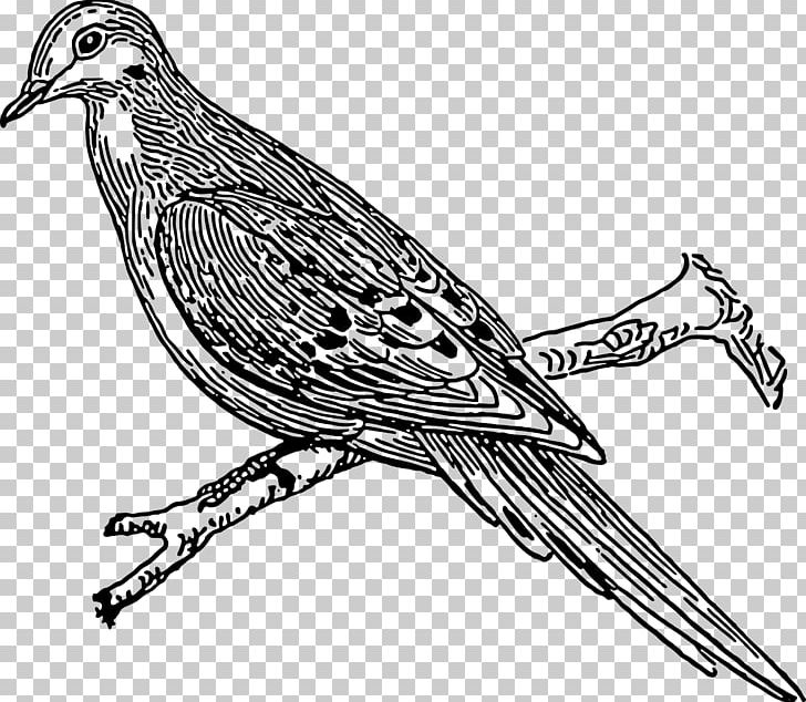 Columbidae Drawing PNG, Clipart, Artwork, Beak, Bird, Black And White, Columbidae Free PNG Download