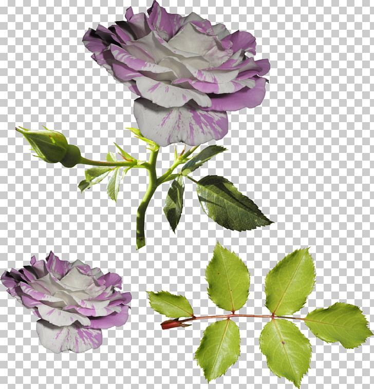 Garden Roses Flower Still Life: Pink Roses Centifolia Roses Violet PNG, Clipart, Annual Plant, Blue Rose, Centifolia Roses, Cut Flowers, Floribunda Free PNG Download