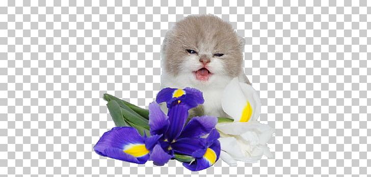 Kitten Whiskers PNG, Clipart, Animals, Cat, Cat Like Mammal, Flower, Flowering Plant Free PNG Download