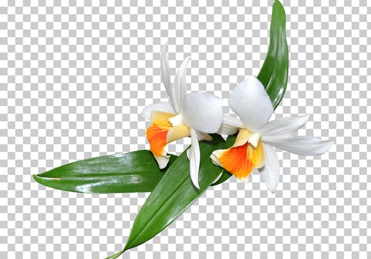 May 20 Flower Rose Headpiece PNG, Clipart, Amaryllis Family, Barrette, Catkin, Cattleya, Computer Wallpaper Free PNG Download