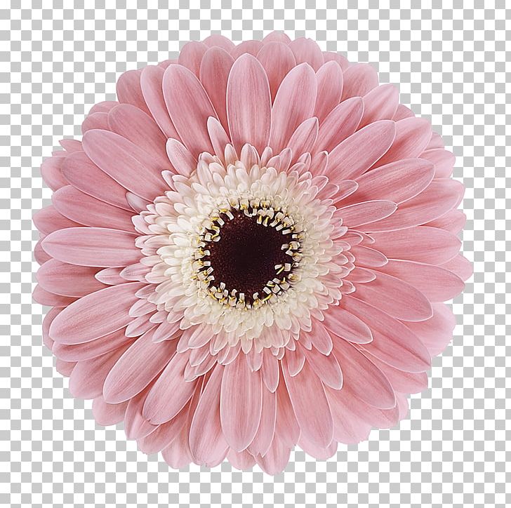 Transvaal Daisy Cut Flowers Plant Stem Purple PNG, Clipart, Asterales, Blue, Chrysanths, Color, Cut Flowers Free PNG Download
