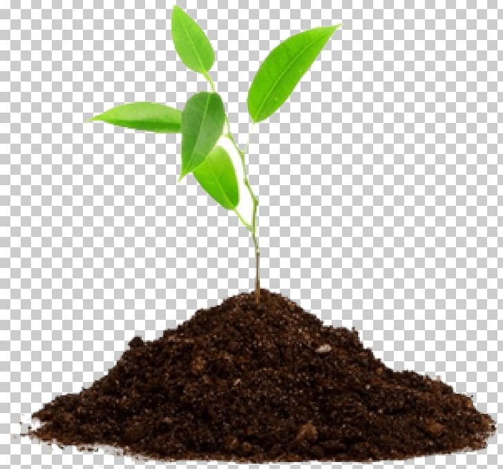 Seedling Soil Cannabis Sativa Medicinal Plants PNG, Clipart, Algae, Cannabis Sativa, Embryophyta, Fertilisers, Flowering Plant Free PNG Download