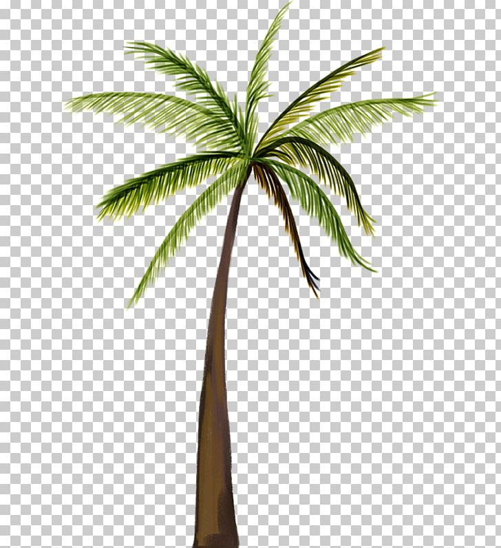 Asian Palmyra Palm Coconut Tree PNG, Clipart, Adobe Illustrator, Arecales, Asia, Autumn Tree, Borassus Flabellifer Free PNG Download